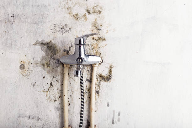 Best Affordable Mold Removal  in Rose Valley, PA